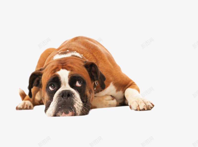 棕色躺着的狗动物png免抠素材_新图网 https://ixintu.com 人类朋友 免扣 免费下载 动物 宠物 生物 睡觉 躺着 躺着的狗