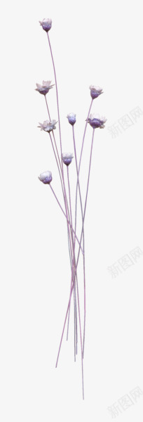 浅紫色长枝干花朵png免抠素材_新图网 https://ixintu.com png素材浅紫色 花朵 长枝 干花