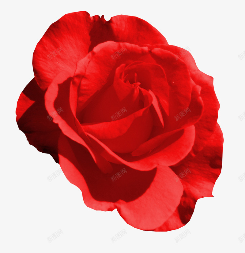 玫瑰花朵png免抠素材_新图网 https://ixintu.com 侧面角度 大红玫瑰花朵 真实花朵 绽放花朵