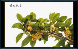 金桂桂花树素材