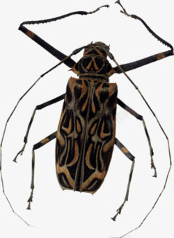 棕色斑纹斑纹甲壳虫高清图片