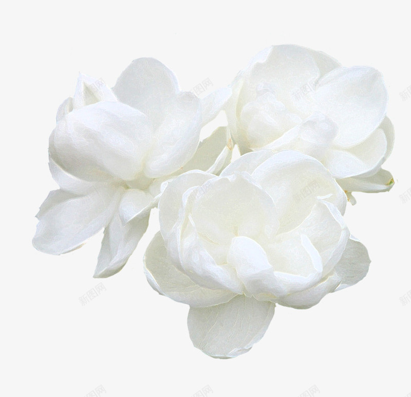 白色茉莉花png免抠素材_新图网 https://ixintu.com 中国风 古典 手绘 手绘茉莉 水墨 白色 花卉 花朵 茉莉花