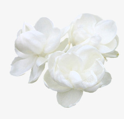水墨花朵白色茉莉花高清图片