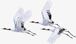 飞行的白鹤飞翔的白鹤高清图片