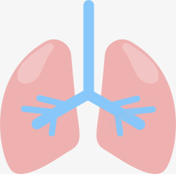 肺部简单手绘示意图素材