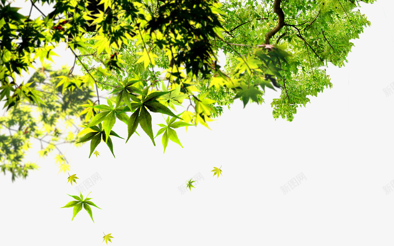 绿色植物的叶子夏天png免抠素材_新图网 https://ixintu.com 叶子 夏天 植物 绿色