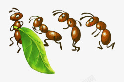 蚂蚁搬树叶蚂蚁搬家高清图片