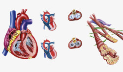 心血管健康人体器官血液循环高清图片