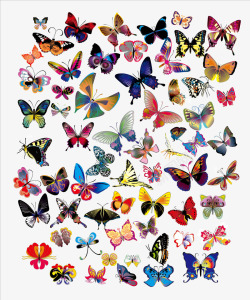 绚丽蝴蝶几十种漂亮花蝴蝶矢量图高清图片