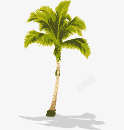 椰子树简图一棵椰子树高清图片