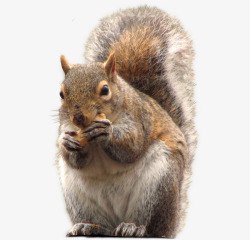 棕色的松果图片松鼠吃松果高清图片