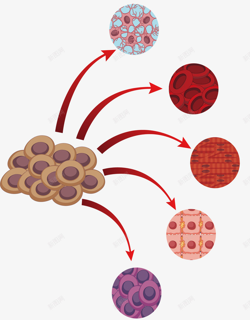 人体细胞分类阶段png免抠素材_新图网 https://ixintu.com 人体细胞 微生物 生物课 矢量png 细胞 细胞生长