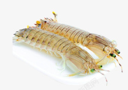 海鲜皮皮虾素材