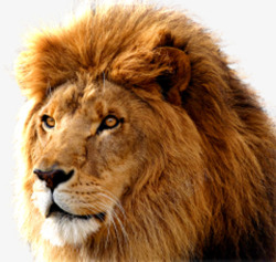 百兽之王狮子头部高清图片