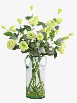 黄绿色花朵绿色玫瑰的植物装饰高清图片