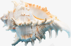 摄影海底世界贝壳效果素材