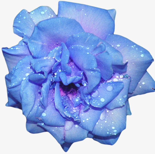 紫色花朵png免抠素材_新图网 https://ixintu.com 玫瑰 紫色 花朵 蓝色妖姬 鲜花