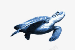 游泳的乌龟海里的乌龟高清图片