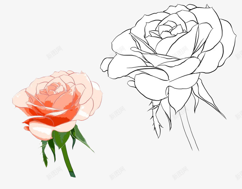 白玫瑰手绘png免抠素材_新图网 https://ixintu.com 手绘 爱情 白玫瑰 白玫瑰手绘 白色 盛开 绿色 美丽 高洁