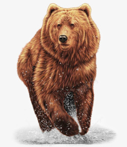 熊棕色的熊棕熊动物素材