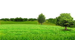 绿色大自然木板banner绿色草坪森林高清图片