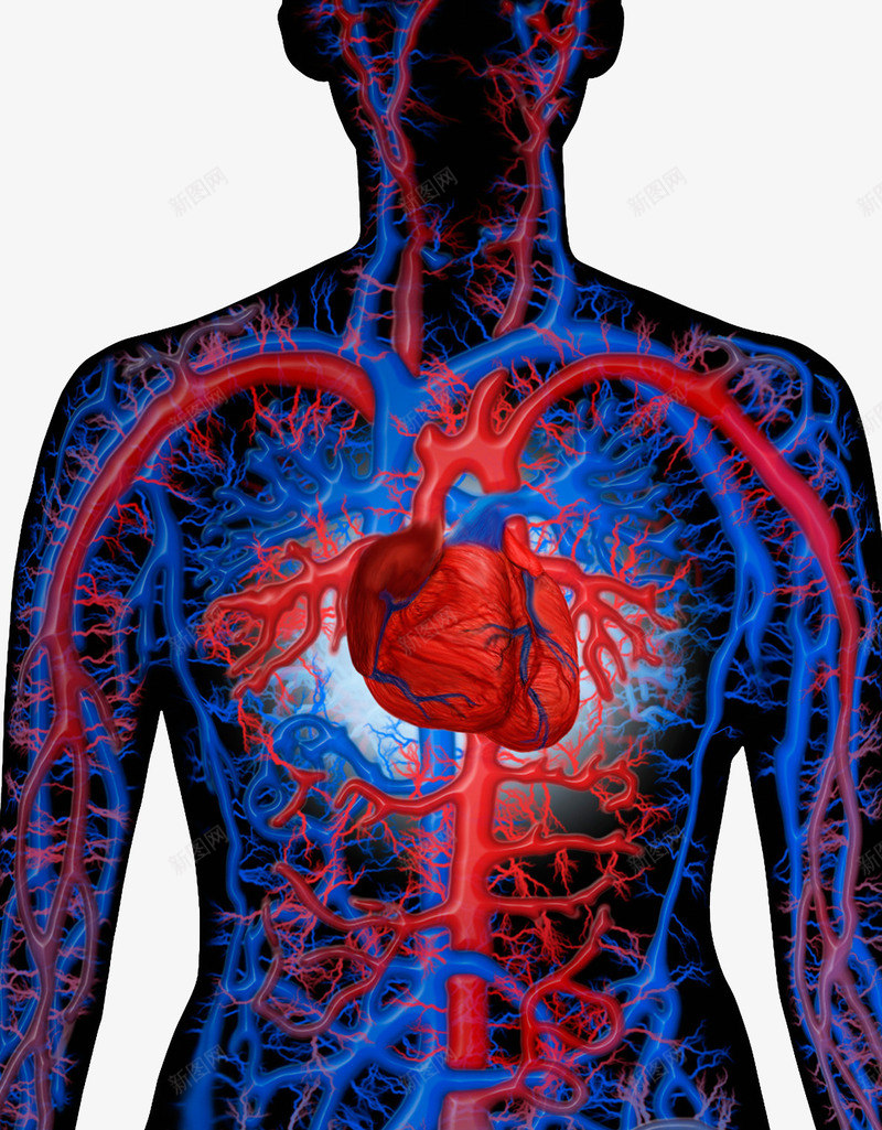 人体血管分部png免抠素材_新图网 https://ixintu.com 人体分布 心脏 心血管 血管