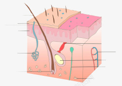 生物学皮肤组织素材