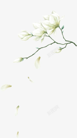 手绘白色礼盒手绘玉兰花枝头花瓣装饰图案高清图片