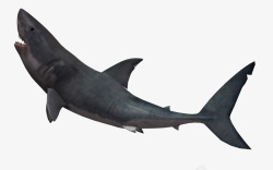 鲨鱼黑白鱼类蓝色鲨鱼高清图片