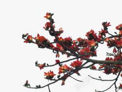 绿色花托一树绽放的大红色的红棉花枝条高清图片