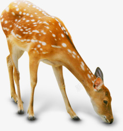 可爱梅花鹿可爱觅食梅花鹿动物高清图片