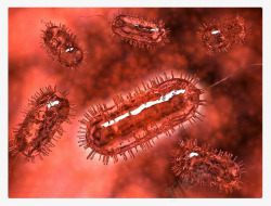 显微镜实物大肠杆菌高清图片