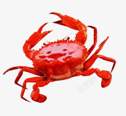 熟螃蟹煮熟的红色大闸蟹高清图片