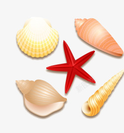 贝壳装饰品夏天贝壳图像高清图片