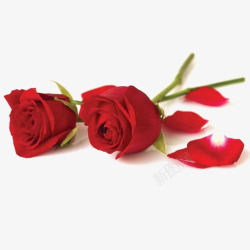 红色的花瓣背景红色玫瑰花高清图片