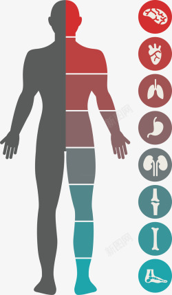 身体分析人物信息分析图表高清图片