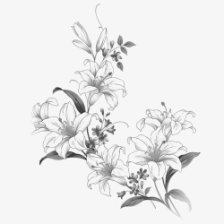 黑白花瓣绽放百合花高清图片