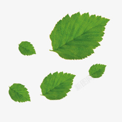 网页动物漂浮绿色的树叶高清图片