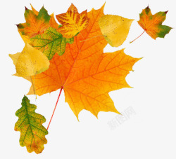 秋季树木和鸟秋季枫叶树叶树木秋天高清图片