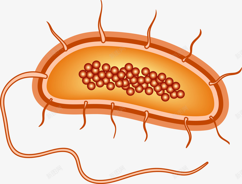 蛋白质细胞分裂png免抠素材_新图网 https://ixintu.com 显微镜 生物医疗 生物学 生物研究 真菌 细胞 细胞高清大图 细菌 细菌结构 蛋白质细胞 蛋白质结构