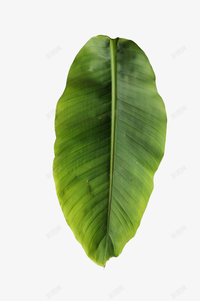 香蕉叶子png免抠素材_新图网 https://ixintu.com PNG PNG图片 叶子 夏天 实物 植物 植物学 绿色 蕉叶 香蕉叶子 高清 高清图片