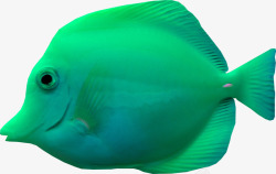 海底水生物绿色鱼高清图片