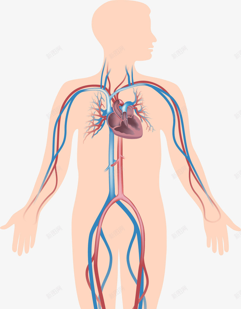 身体里的心脏和血管png免抠素材_新图网 https://ixintu.com 心脏 心血管 血管 身体