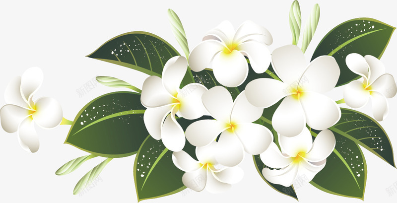 白色花朵主页装修png免抠素材_新图网 https://ixintu.com 主页 白色 素材 花朵 装修