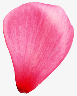 花瓣心形心形花瓣透明花瓣高清图片