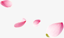 桃花心形飘落桃花花瓣节日鲜花飘落装饰粉红背景高清图片