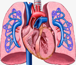 心房心脏肺部血管高清图片