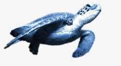 海底动物游行的乌龟素材