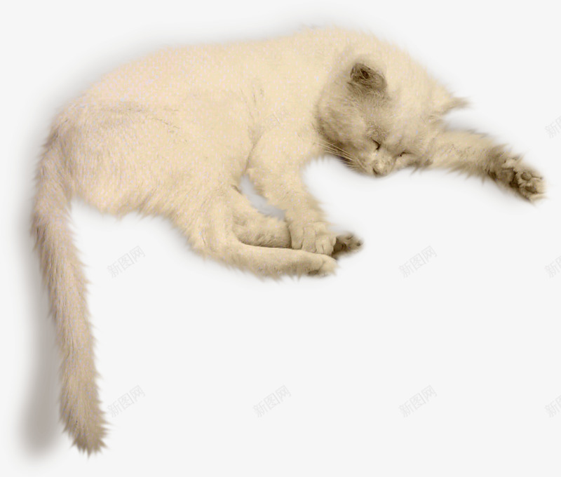 可爱白毛小猫png免抠素材_新图网 https://ixintu.com 可爱 小猫 白色 简单