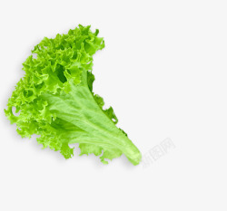 绿色市场认证标志绿色新鲜生菜叶子高清图片
